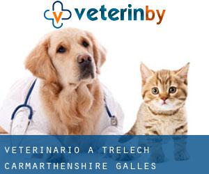 veterinario a Trelech (Carmarthenshire, Galles)