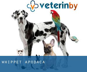 WHIPPET (Apodaca)